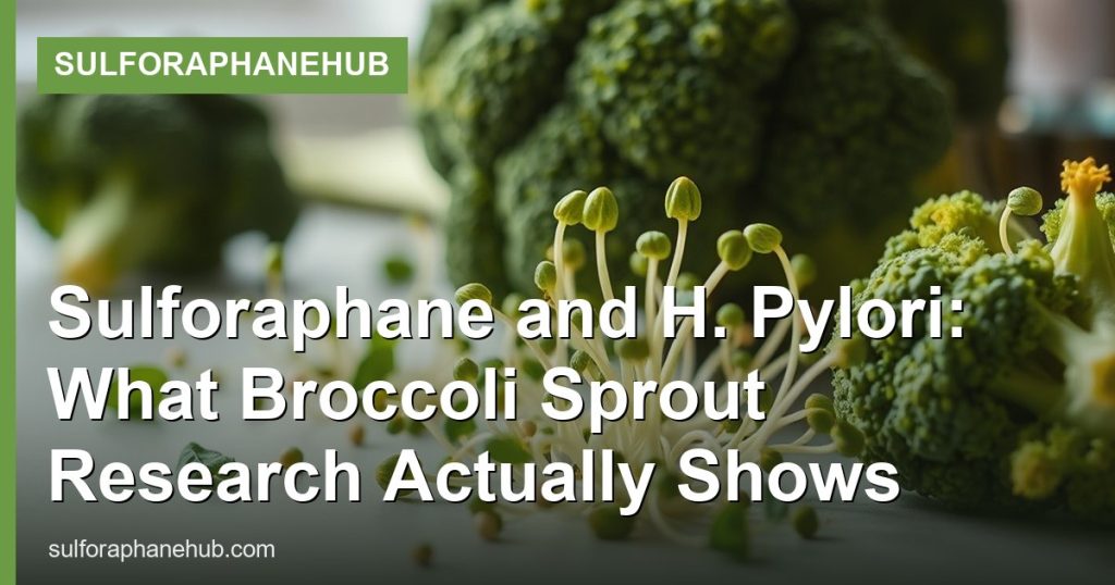 Sulforaphane and H. Pylori: What Broccoli Sprout Research Actually Shows - SulforaphaneHub