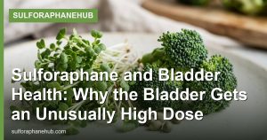 Sulforaphane and Bladder Health: Why the Bladder Gets an Unusually High Dose